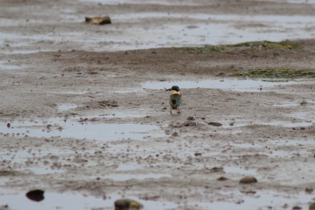 Sacred Kingfisher (Australasian) - ML620484167