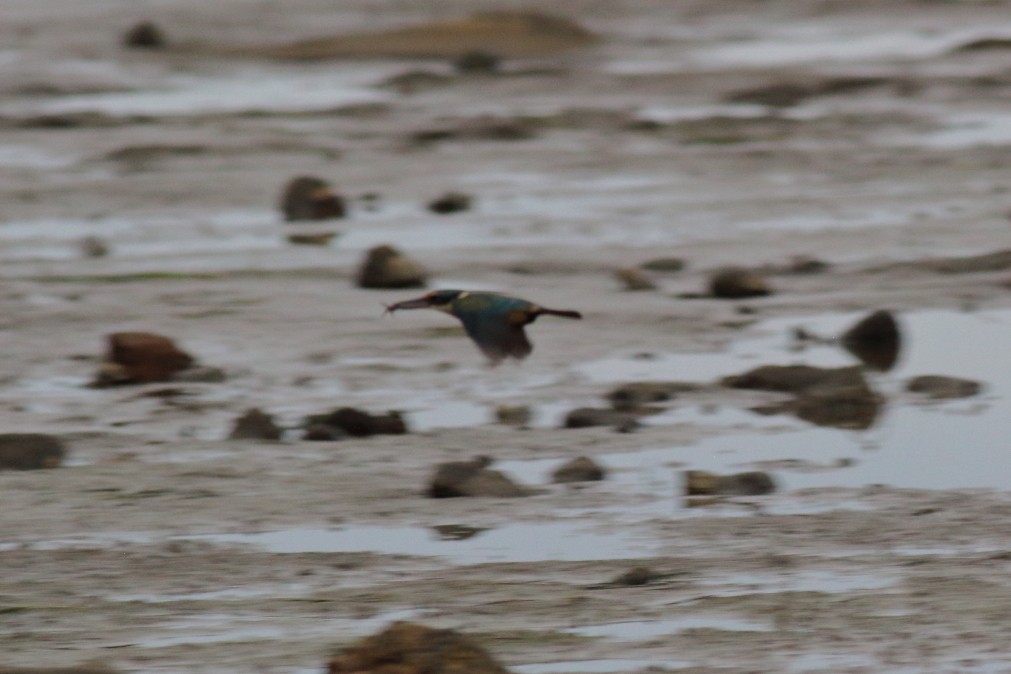 Sacred Kingfisher (Australasian) - ML620484170