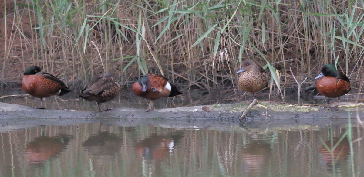 Chestnut Teal - ML620484181