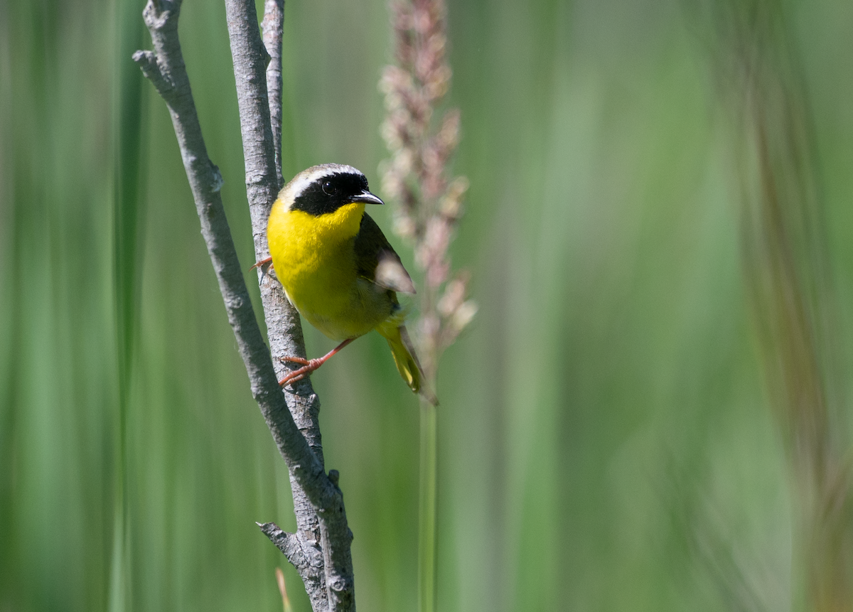 Common Yellowthroat - ML620484188