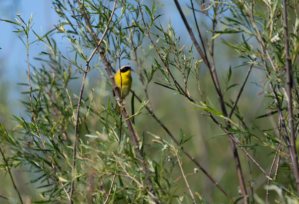 Common Yellowthroat - ML620484190