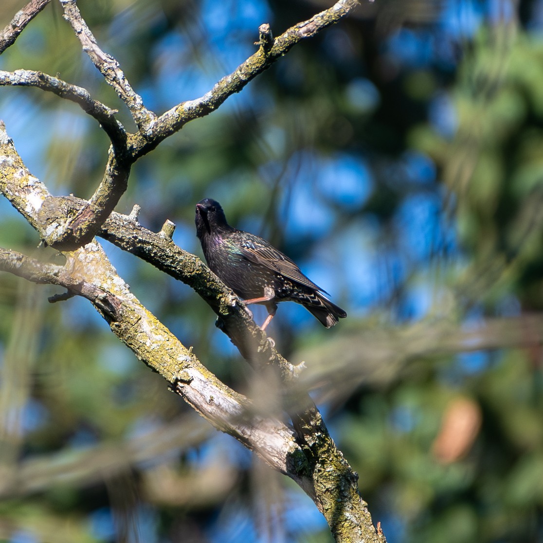 European Starling - ML620484206