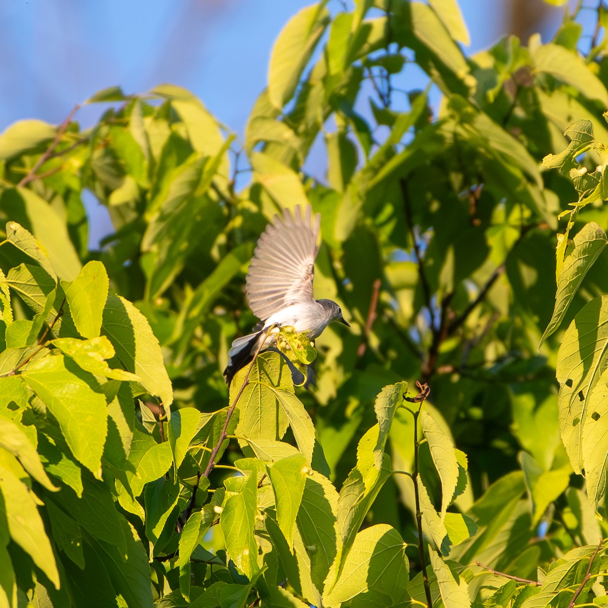 Gobemoucheron gris-bleu - ML620484210