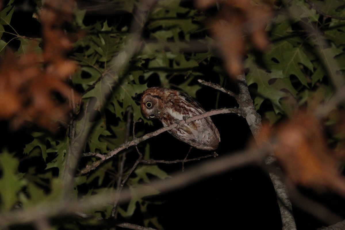 Eastern Screech-Owl - ML620484212