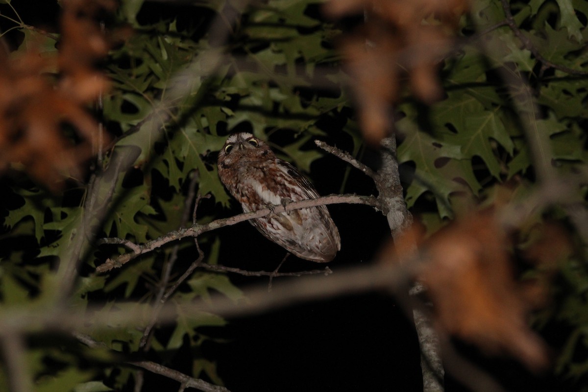 Eastern Screech-Owl - ML620484213