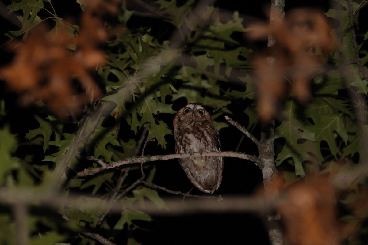 Eastern Screech-Owl - ML620484215