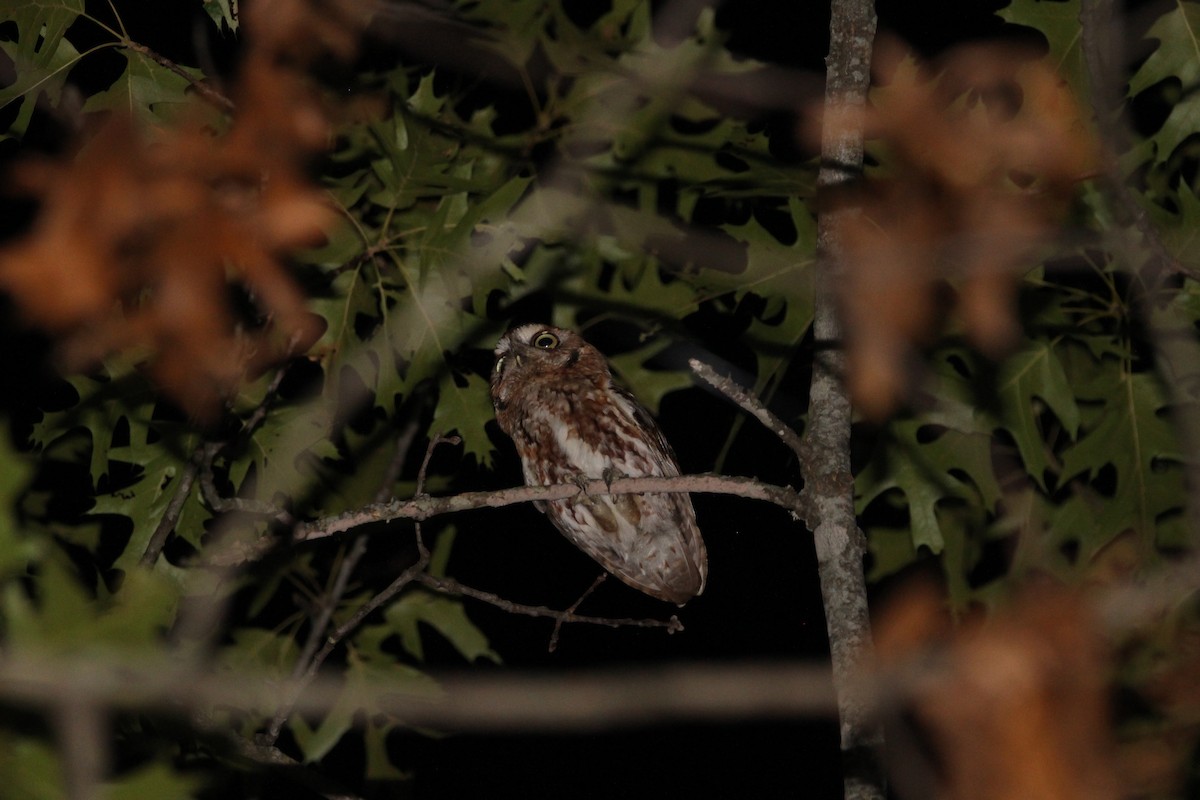 Eastern Screech-Owl - ML620484217