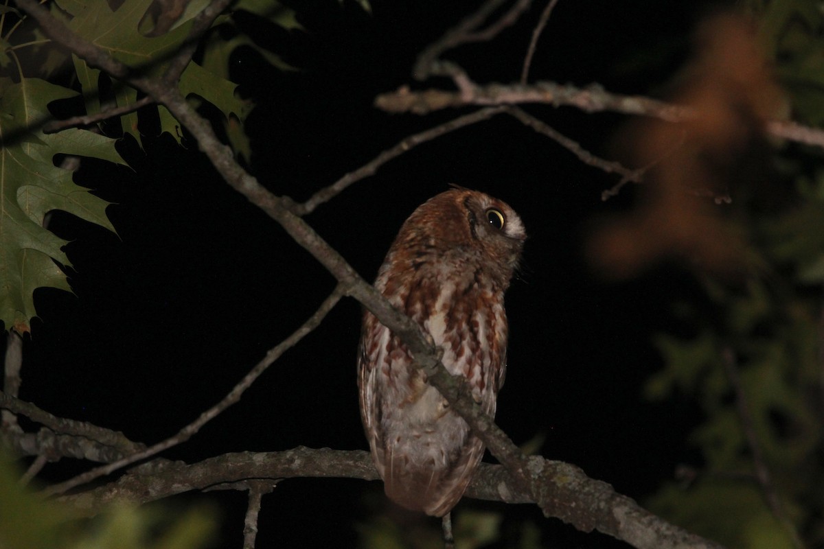 Eastern Screech-Owl - ML620484220