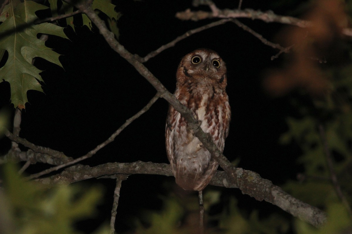 Eastern Screech-Owl - ML620484223