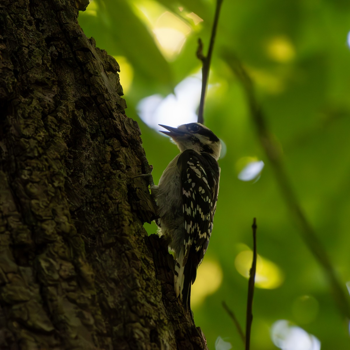 Downy Woodpecker - ML620484235