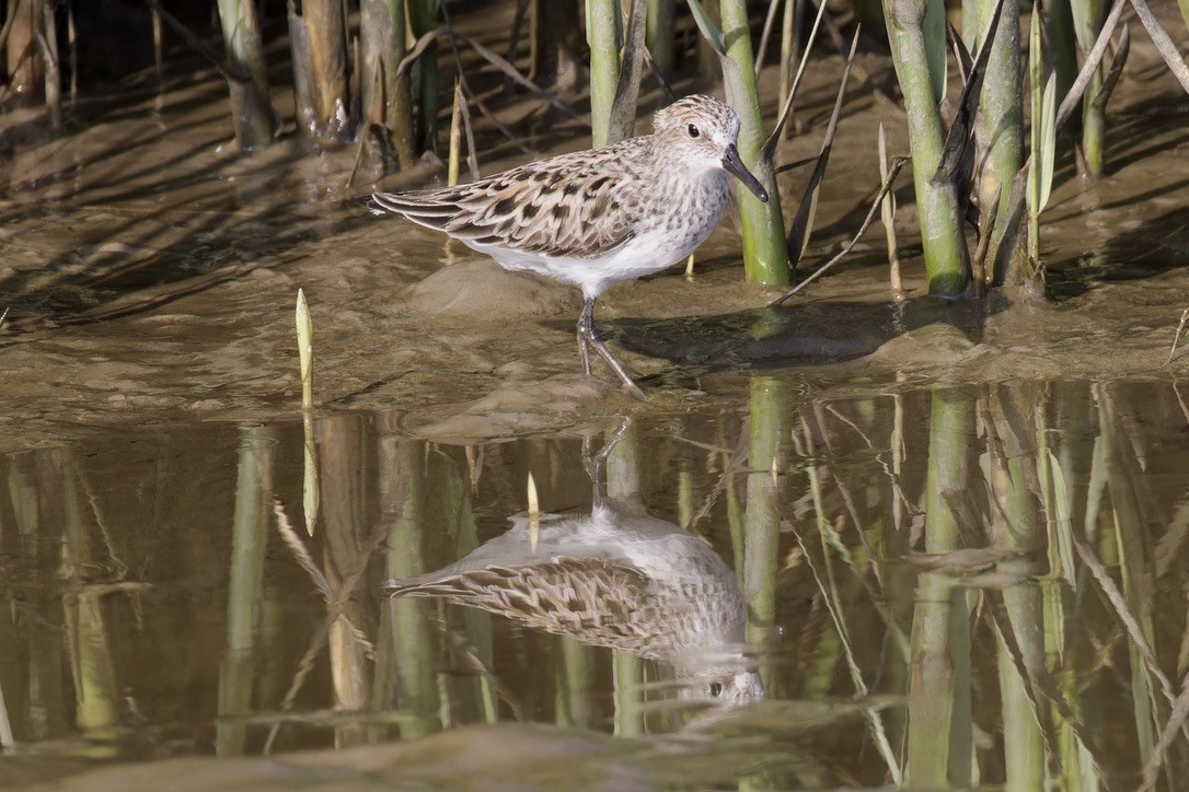 Least Sandpiper - Ted Burkett