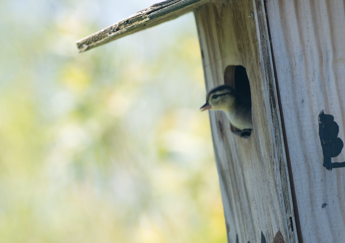 Wood Duck - ML620484244