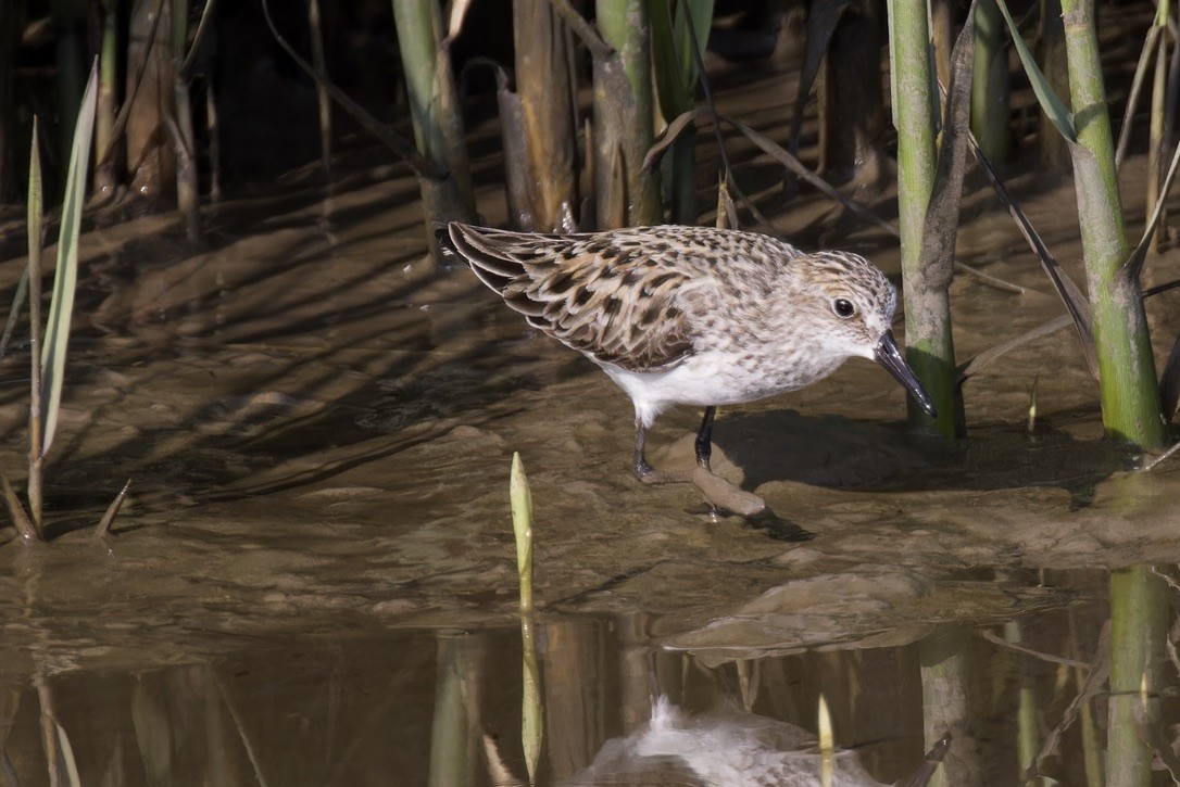 pygmésnipe - ML620484248