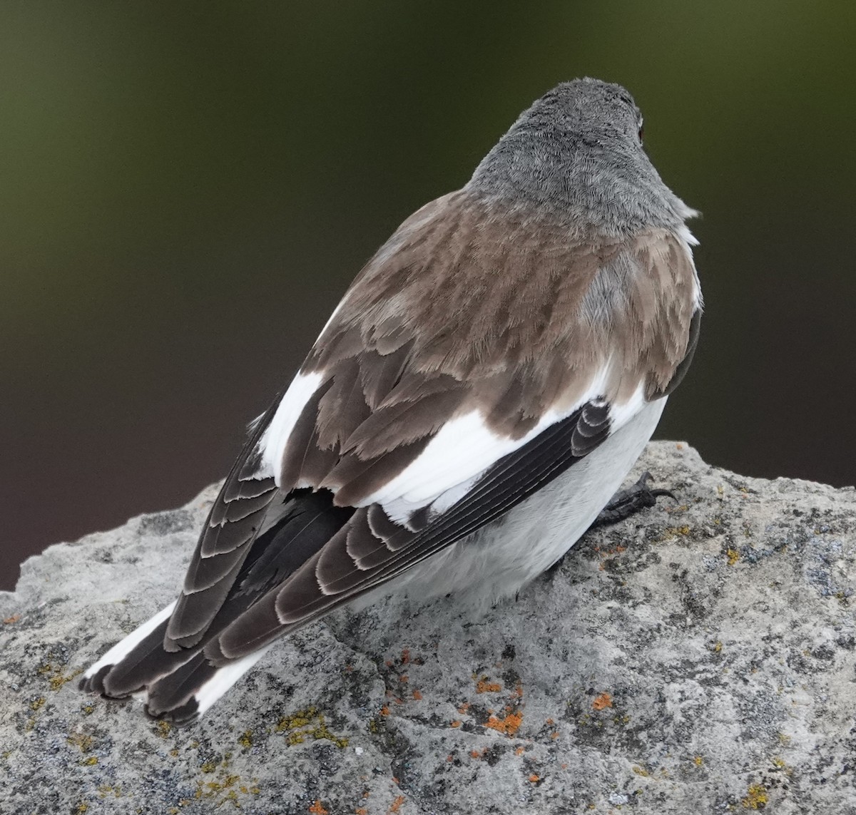 White-winged Snowfinch - ML620484254