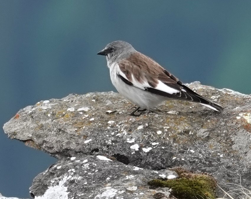 White-winged Snowfinch - ML620484256