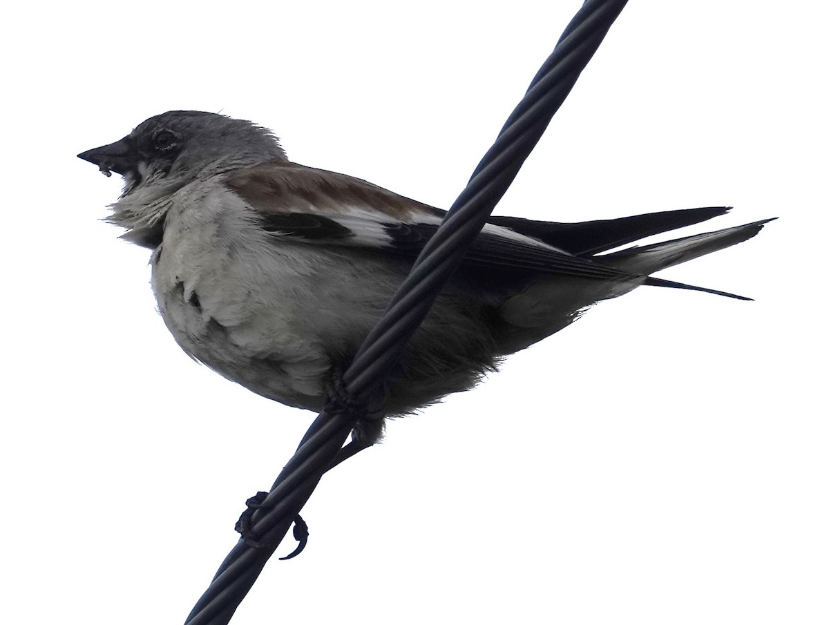 White-winged Snowfinch - ML620484259
