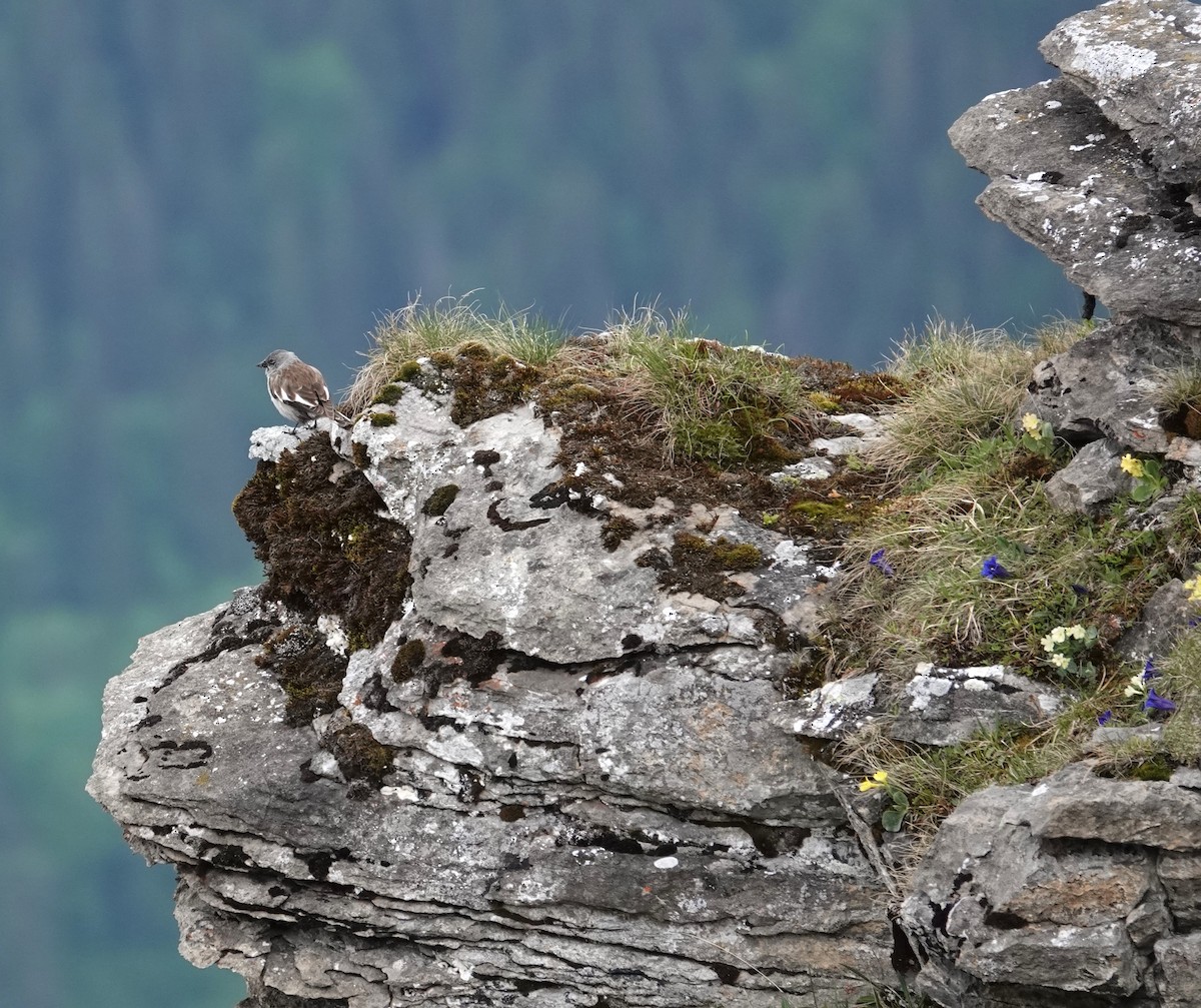 White-winged Snowfinch - ML620484261