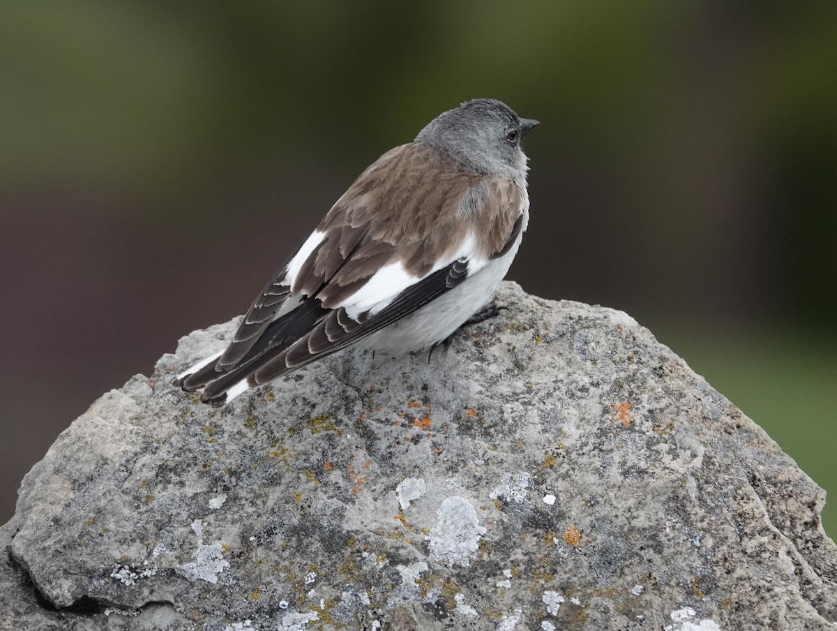 White-winged Snowfinch - ML620484262