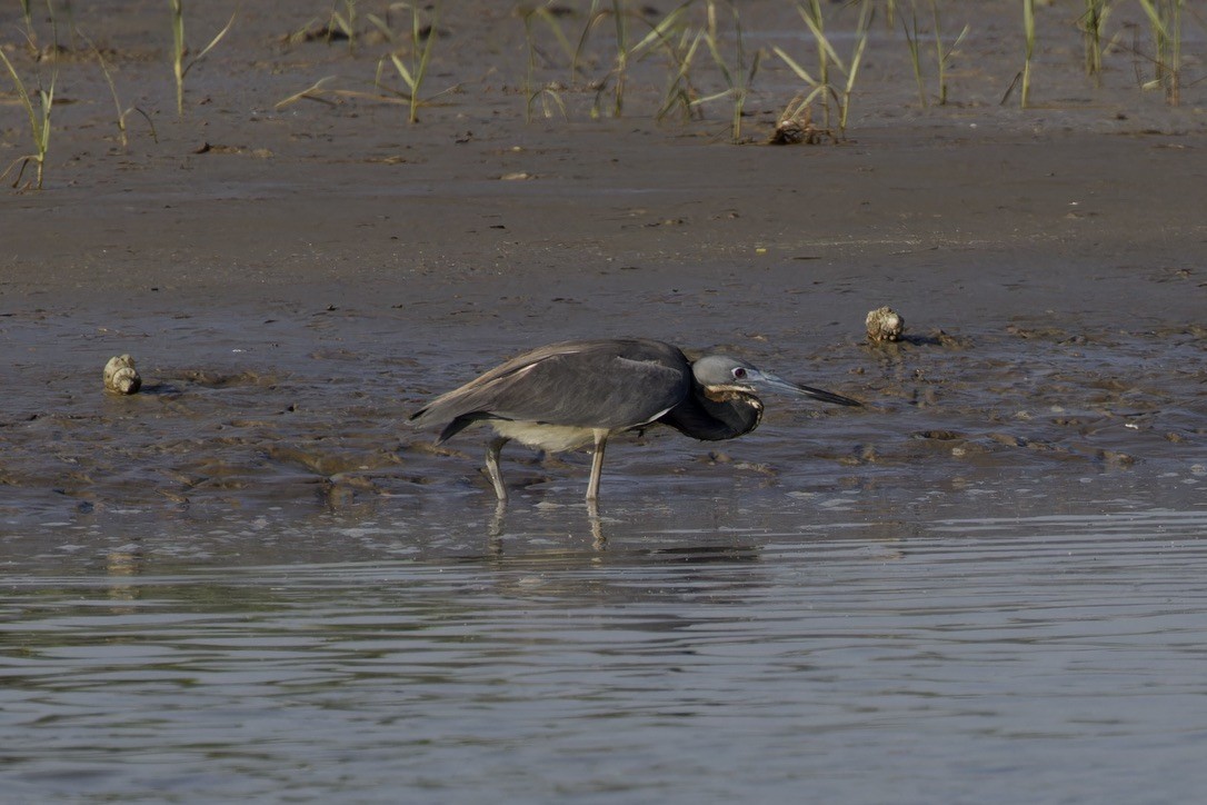 サンショクサギ - ML620484267