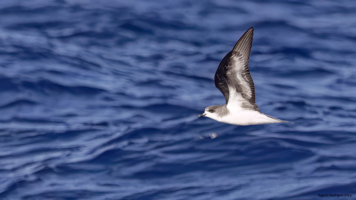 Zino's Petrel - ML620484270