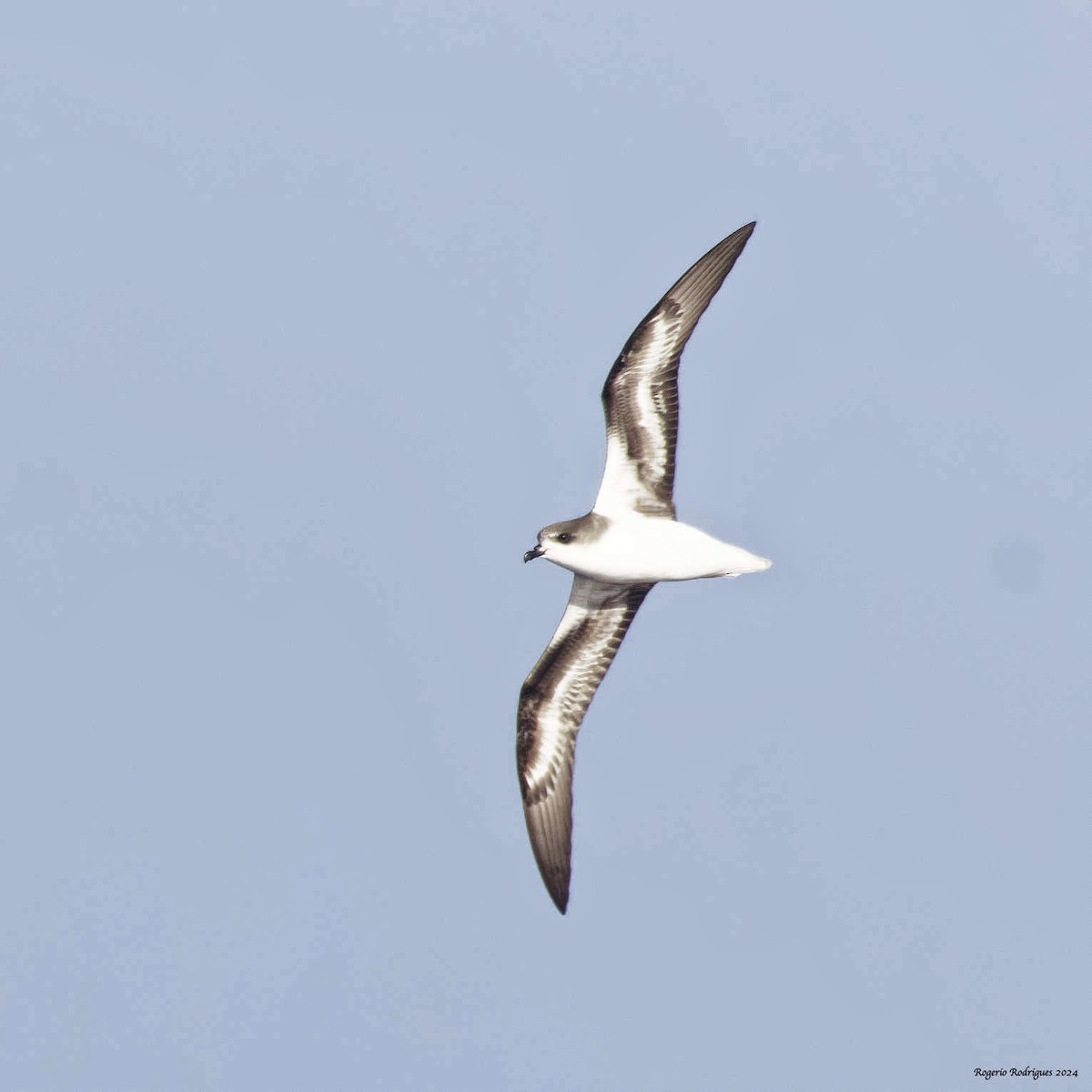 Zino's Petrel - ML620484271