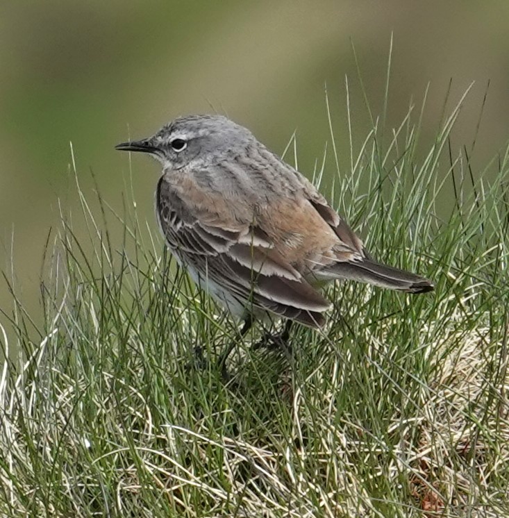 Water Pipit - ML620484273