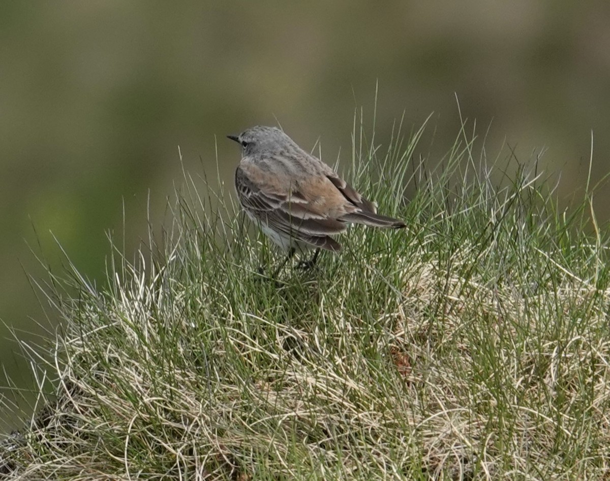 Water Pipit - ML620484274
