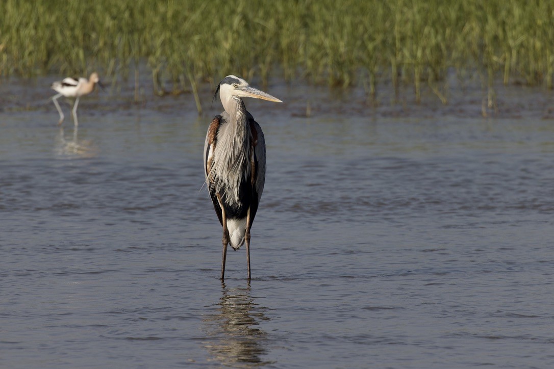 Great Blue Heron - ML620484280