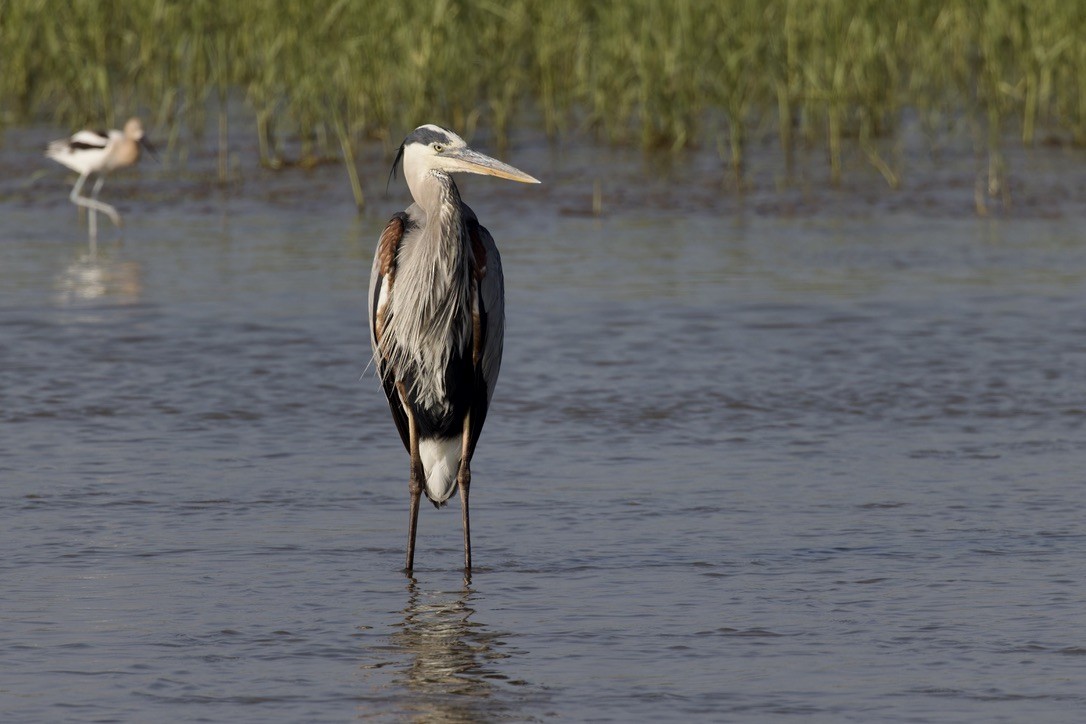 Great Blue Heron - ML620484281