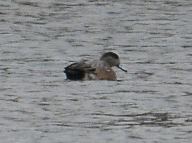 American Wigeon - ML620484283