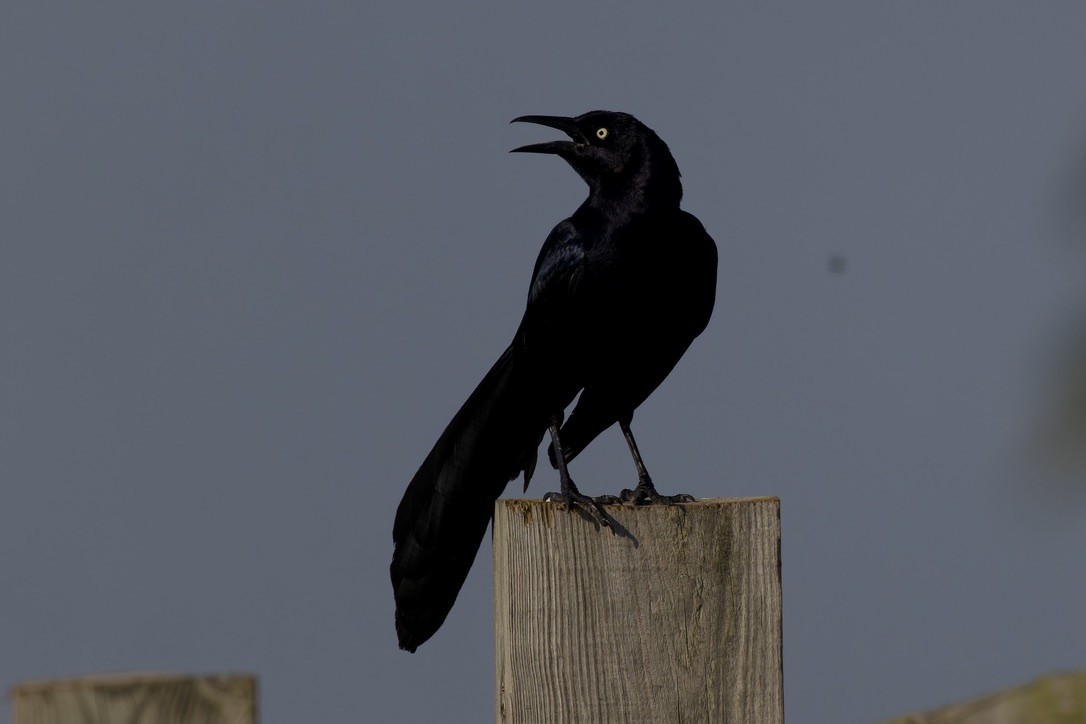 Great-tailed Grackle - ML620484284