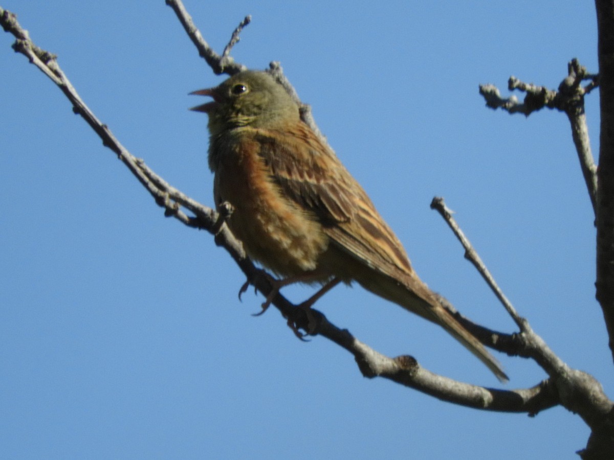 Ortolan Bunting - Fernando Ávila Vico