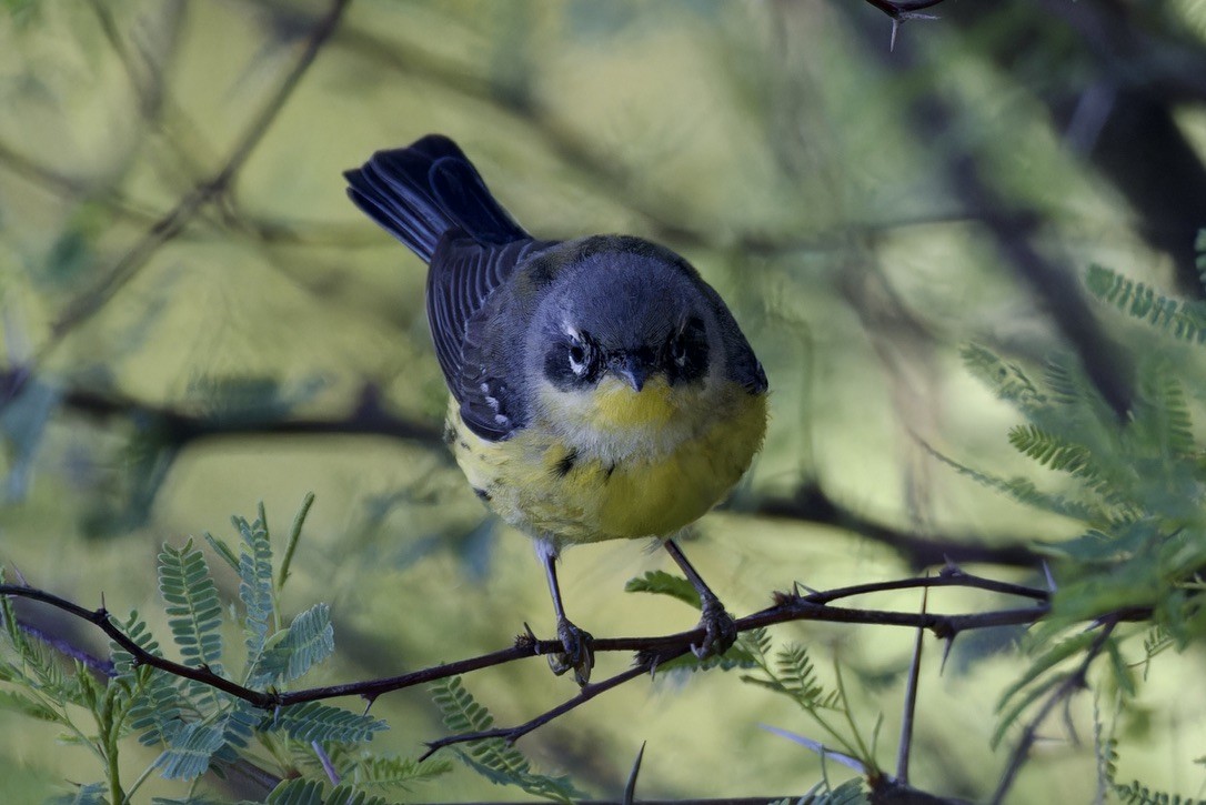 Magnolia Warbler - ML620484301