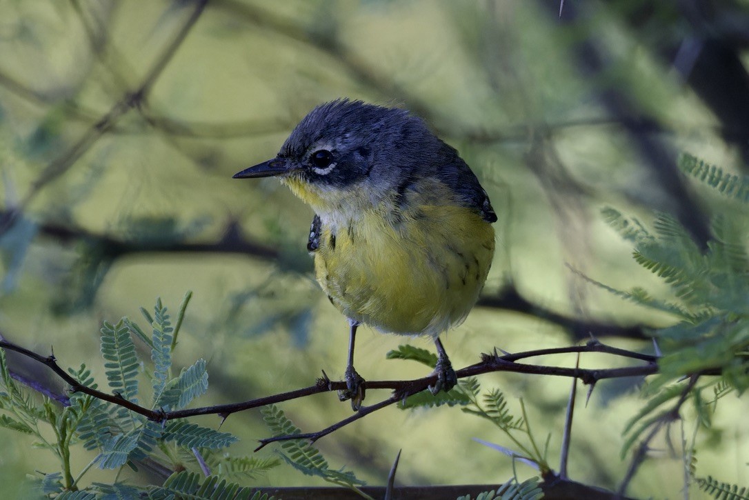 Magnolia Warbler - ML620484302