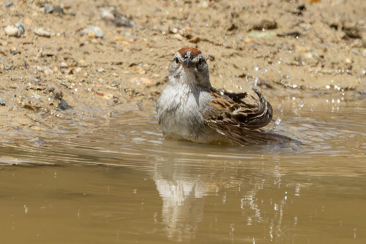 Chipping Sparrow - ML620484305