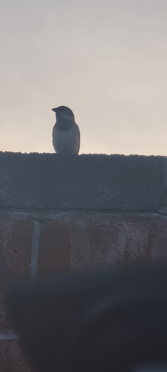 Moineau domestique - ML620484306