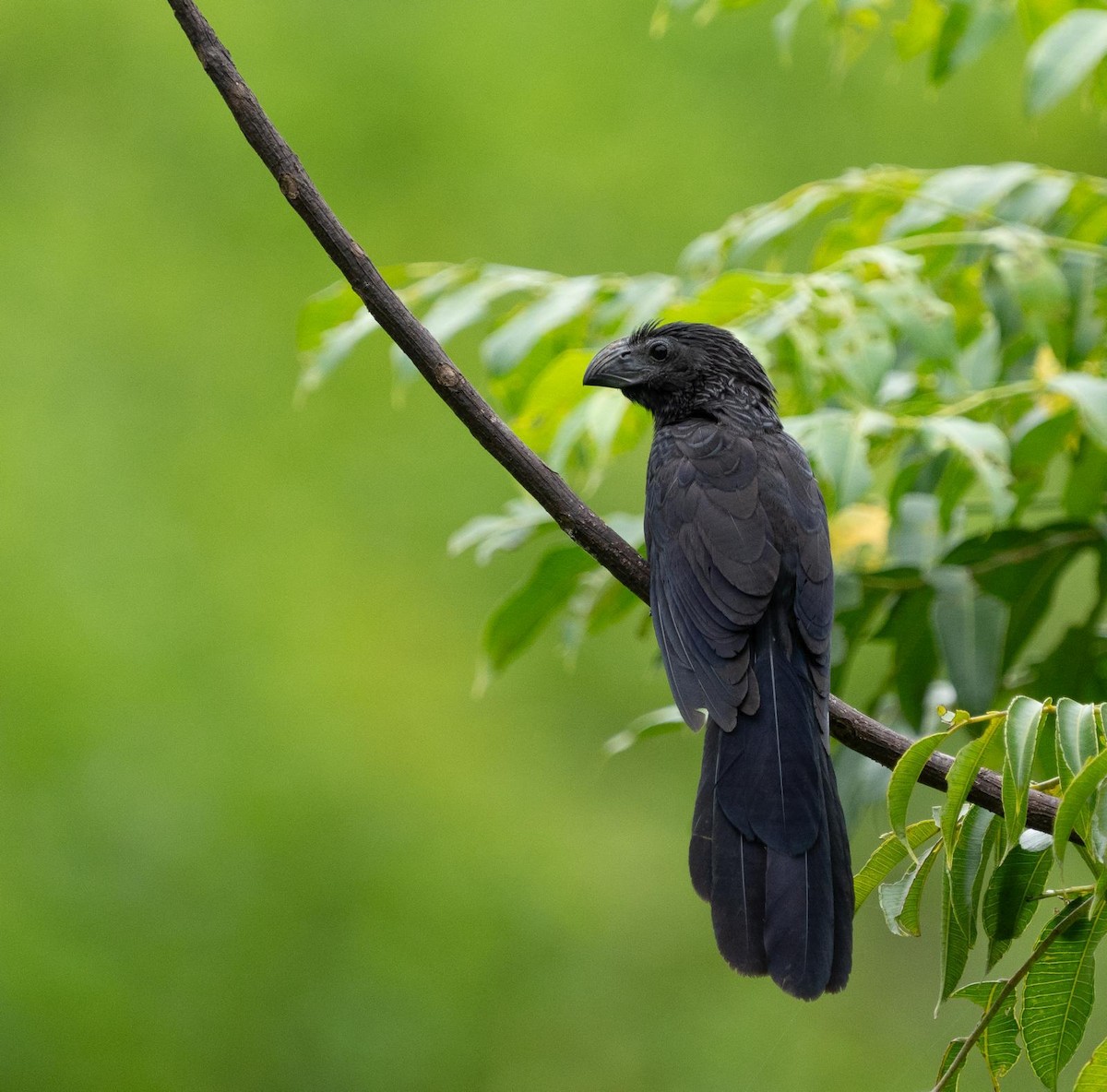 Groove-billed Ani - ML620484307