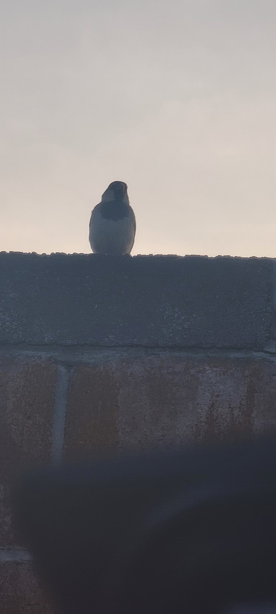 Moineau domestique - ML620484309