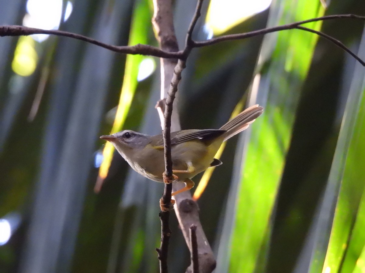 Golden-crowned Warbler - ML620484311