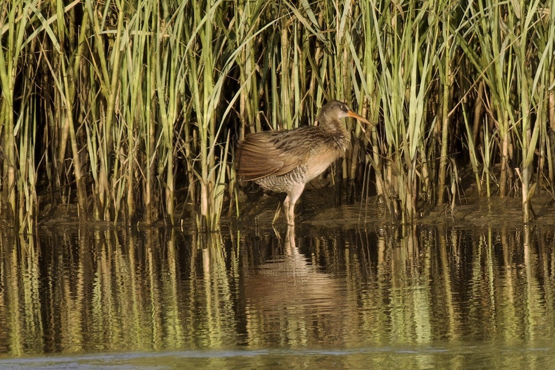 Clapper Rail - ML620484319