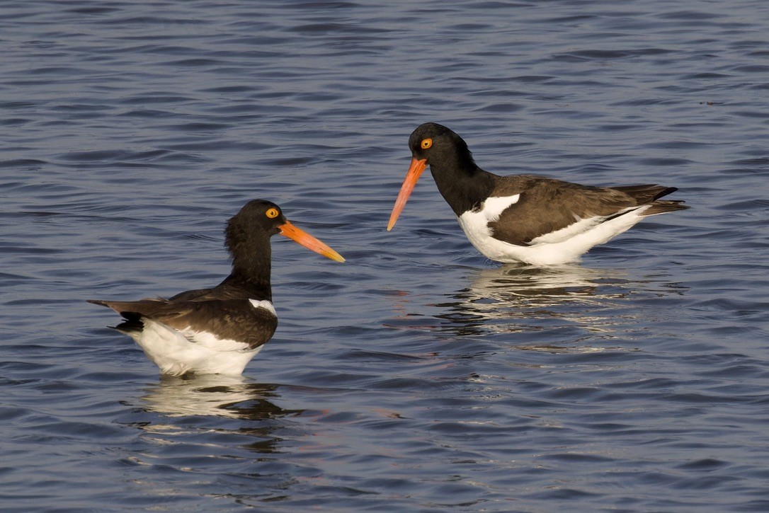 American Oystercatcher - ML620484323