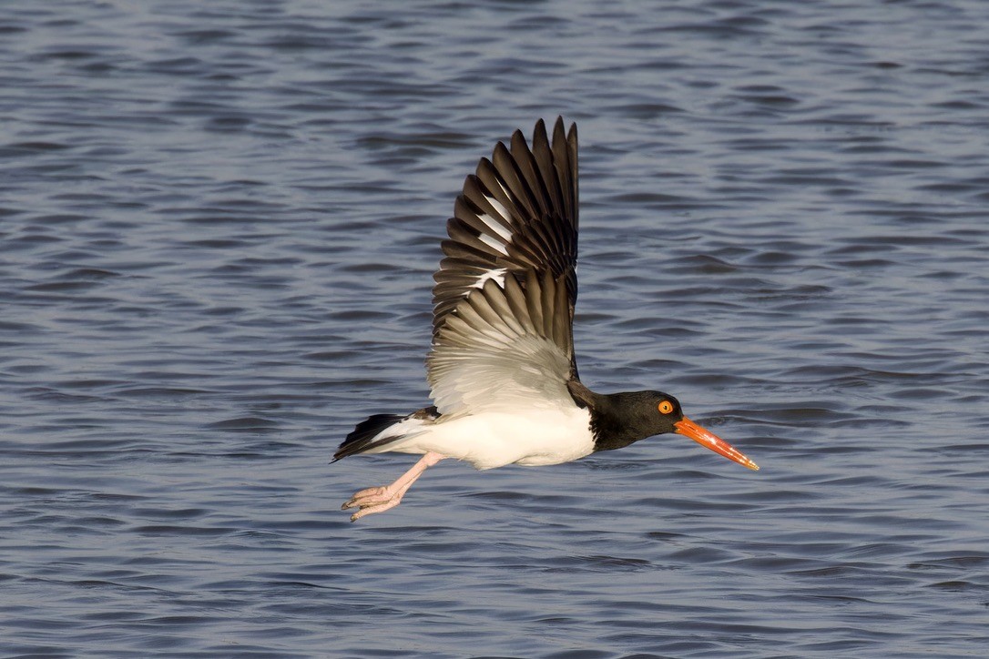 American Oystercatcher - Ted Burkett