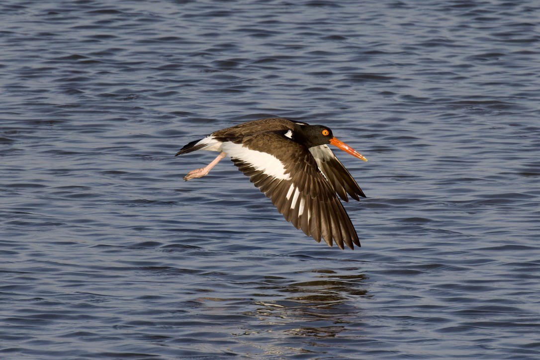 American Oystercatcher - ML620484329