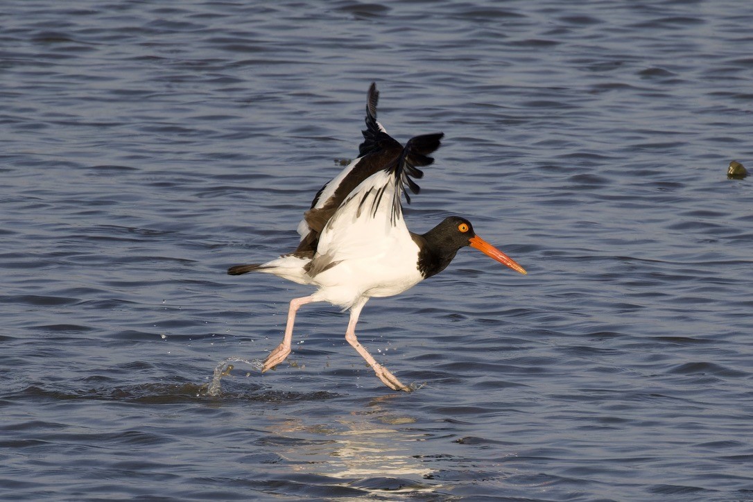 American Oystercatcher - ML620484330