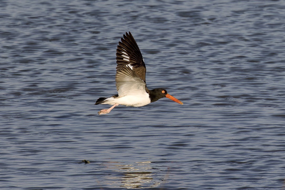 American Oystercatcher - ML620484331