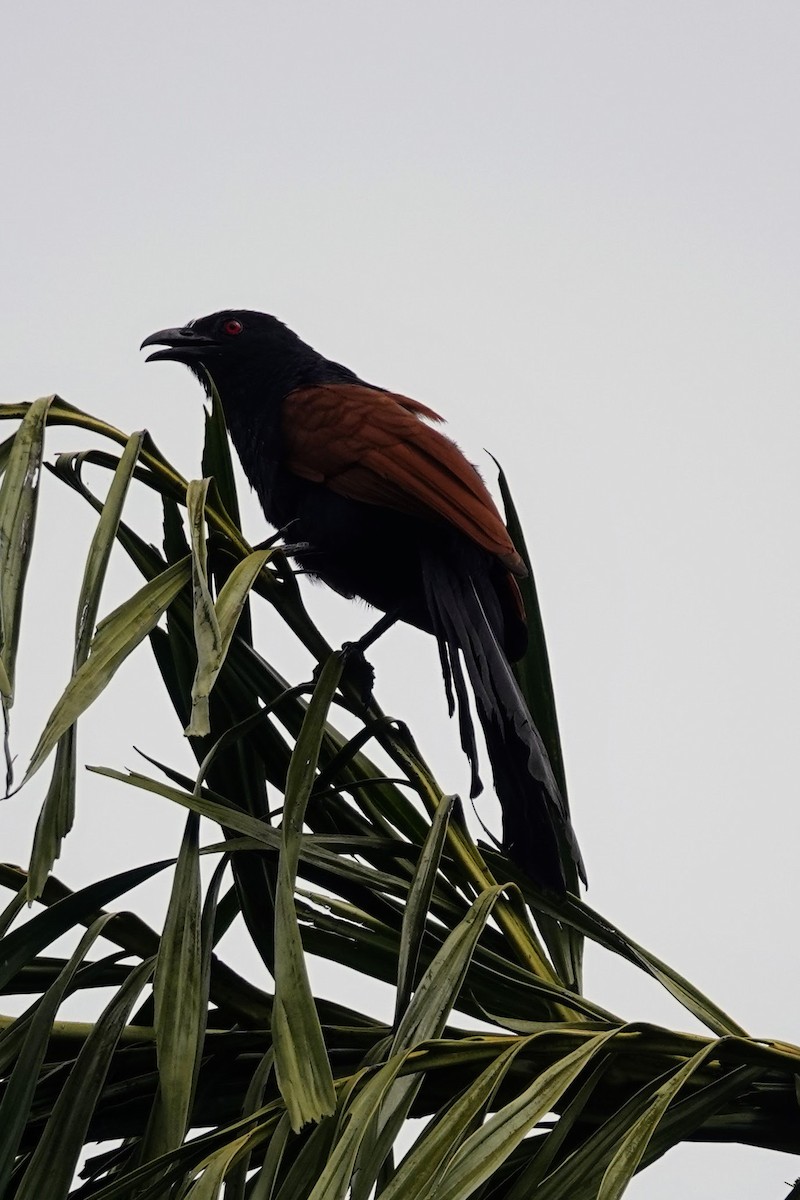 Greater Coucal - ML620484333