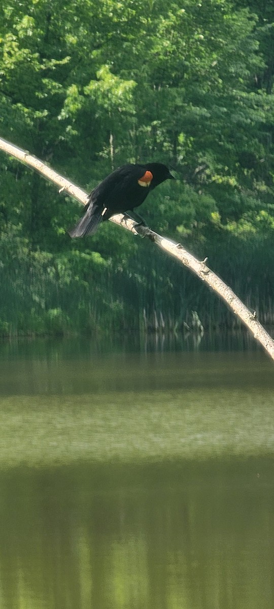 Red-winged Blackbird - ML620484334