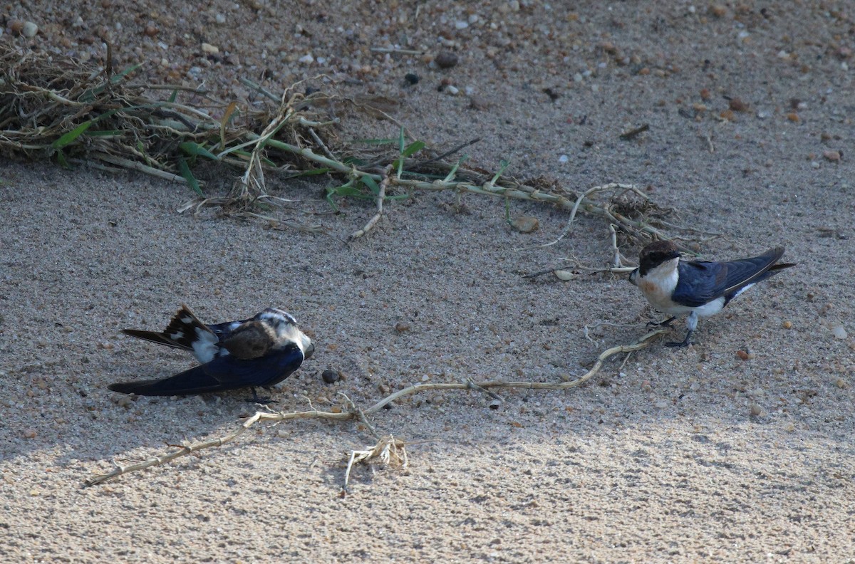 Wire-tailed Swallow - Frank Willems - Birding Zambia