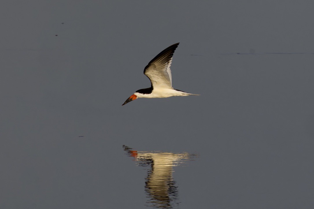 Black Skimmer - ML620484341