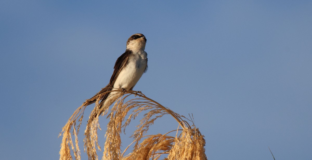 Golondrina Culigrís - ML620484344